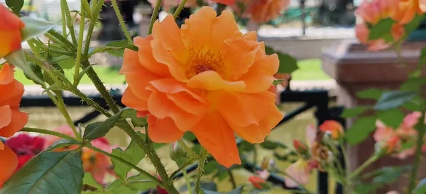Дуже Красиві Помаранчеві Троянди Які Розквітли — стокове фото