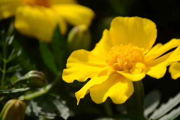 Желтый Цветок Размытом Фоне — стоковое фото