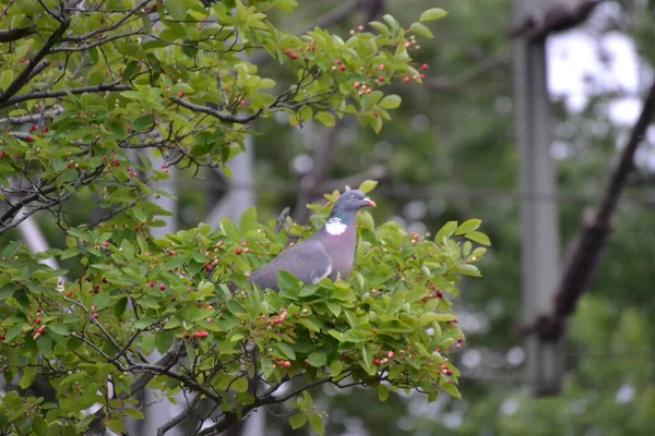 가느다란 나뭇가지에 과일을 비둘기 — 스톡 사진