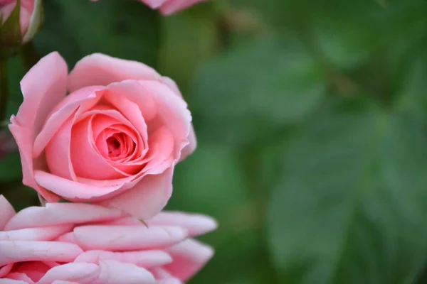 Roos Roze Kleur Met Wazig Achtergrond — Stockfoto
