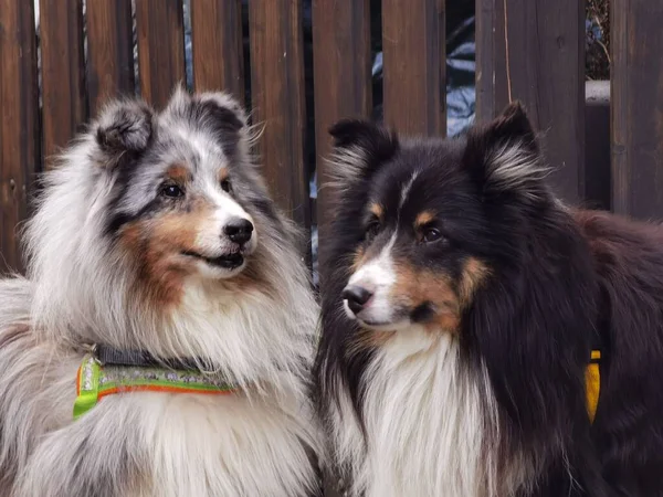 Deux Jeunes Chiens Côte Côte Blanc Noir — Photo