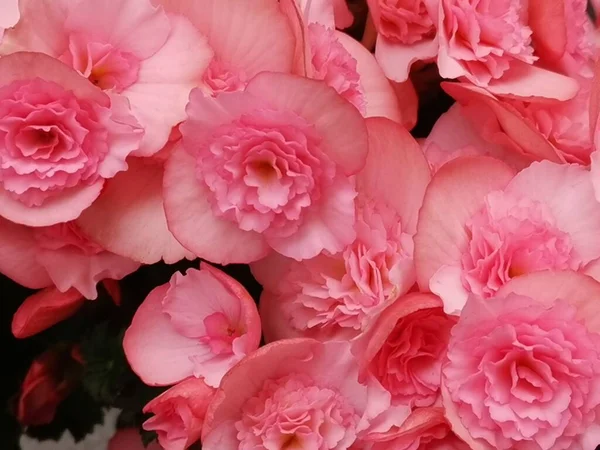 Розовый Цветок Несколько Рядом Друг Другом — стоковое фото