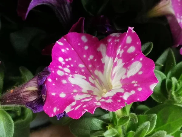Rosa Blume Mit Weißen Punkten — Stockfoto