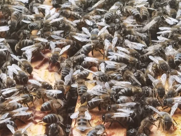 Many Honey Bees Honeycomb — стоковое фото