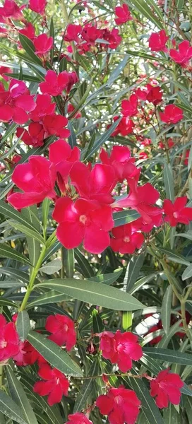 Small Red Flowers Middle Green — Stockfoto