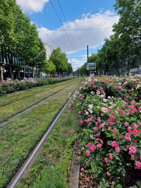 Tram Rails Green Grass Flowers — 图库照片