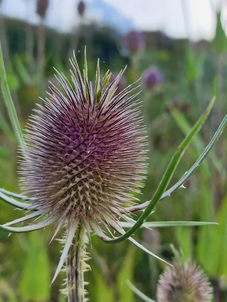 Very Beautiful Green Purple Flower — Fotografia de Stock