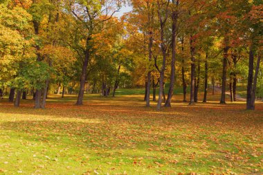 Sonbaharda park et. Altın ağaçlar, salonda yere düşen portakal yaprakları. Parkta sonbahar manzarası.