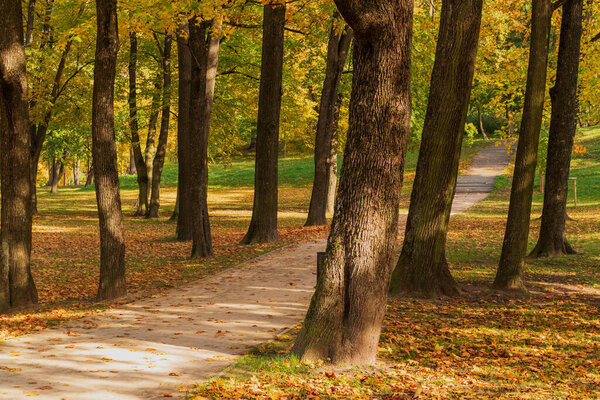 The path in the autumn park, yellow, orange leaves of trees have fallen to the ground. A walk in the woods in autumn.