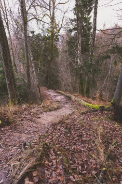 Ormandaki tepeden inen eski bir orman patikası. Ormanda yürür.