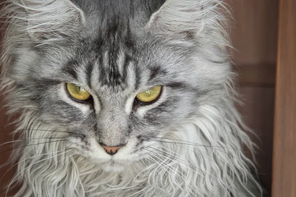 Närbild Porträtt Grå Katt Katten Tittar Sitt Byte Allvarligt Ansiktsuttryck — Stockfoto