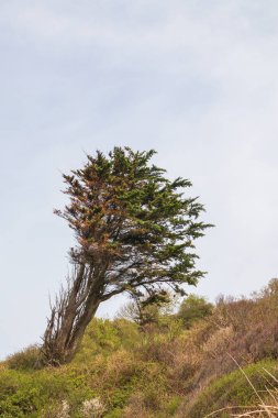 Dağlarda yetişen rüzgârlı eğri ağaç. Tepedeki yalnız ağaç
