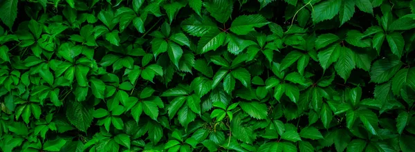 Green leaf background. Green banner from plant leaves.