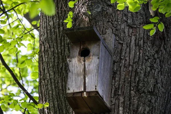 Nichoir Dans Arbre Ancienne Cage Oiseaux Bois Attachée Grand Arbre — Photo
