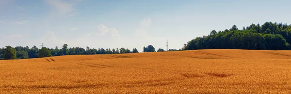Vetefält Banner Med Panoramautsikt Över Ett Stort Fält Med Spannmålsskörd — Stockfoto