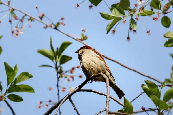 Sparrow Está Sentado Num Galho Árvore Cantando Pardais Primavera Nos — Fotografia de Stock