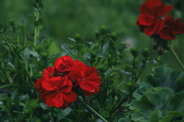 Κόκκινο Λουλούδι Σταγόνες Νερού Μετά Βροχή Ένα Θολό Πράσινο Φόντο — Φωτογραφία Αρχείου