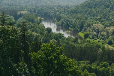 Yazın yeşil orman. Ormanın yukarısından ve içinden akan nehirden bak. Sabahın erken saatlerinde sisli, dumanlı hava.