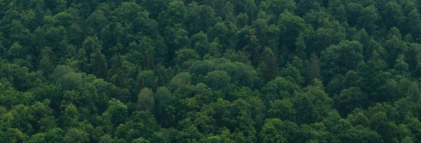 Topos Das Árvores Cima Banner Com Vista Para Floresta Verde — Fotografia de Stock