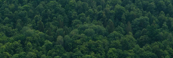 Cime Degli Alberi Dall Alto Banner Con Vista Sulla Foresta — Foto Stock