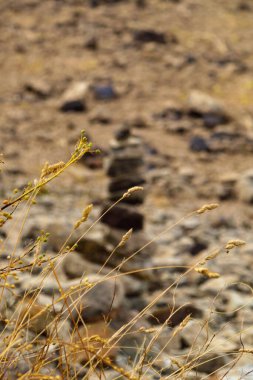 Dry bent plant with blurred background. Abstract nature background. Soft focus.