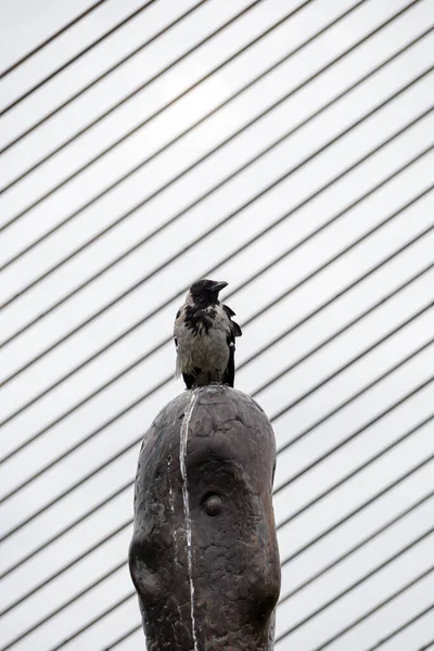 Crow Sits Monument Birds Make Monuments Dirty — Foto de Stock