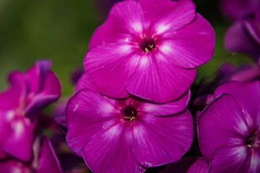 Background of violet flowers close-up. Soft focus.