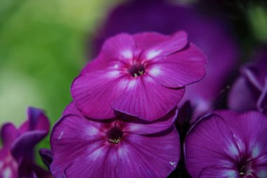 Abstract beautiful background of purple flowers close-up with soft focus.