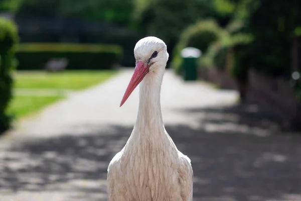 Parkta duran tek bir leyleğin yakın çekimi - Avifauna