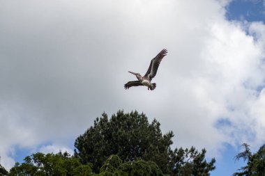 Bulutlu bir yaz gökyüzünün önünde uçan kuş