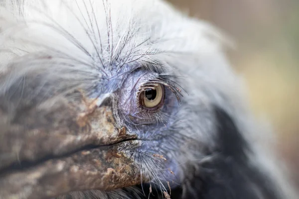 Close-up of a rough dinosaur-like bird\'s eye