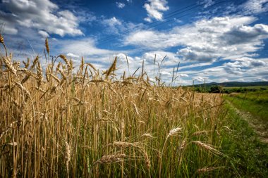Buğday tarlasının ortasında.