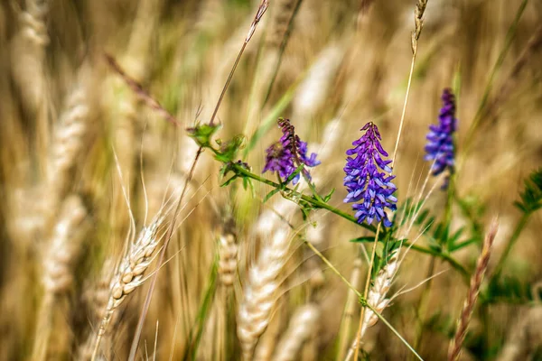 Квітка Посеред Пшеничного Поля — стокове фото