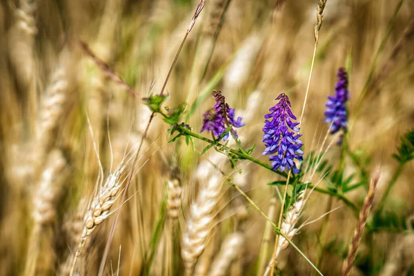 Blume Inmitten Des Weizenfeldes — Stockfoto