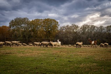 Otlakta otlayan koyun sürüsü