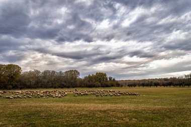 Yeşil çimlerin üzerinde geniş bir çayırlık arazi.