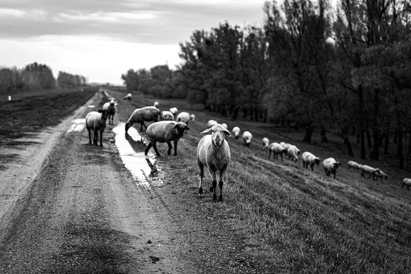 Herd White Goats Grazing Farm Black Beige Tones — стоковое фото