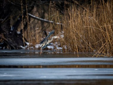 Suda güzel beyaz kuğular