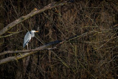 Sudaki büyük balıkçıl