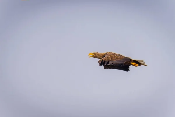 Uma Águia Careca Voando Céu — Fotografia de Stock