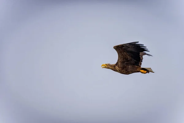 Bald Eagle Lecący Niebie — Zdjęcie stockowe