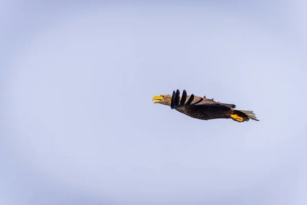 Oiseau Volant Dans Ciel — Photo