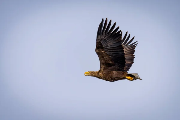 Bald Eagle Lecący Niebie — Zdjęcie stockowe