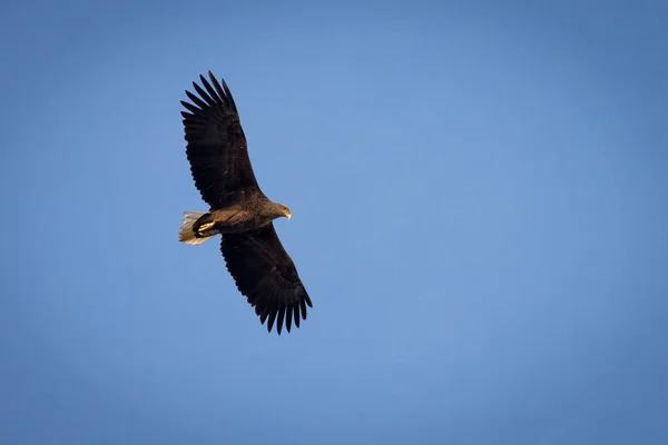 Ein Schöner Weißkopfseeadler Fliegt Den Himmel — Stockfoto