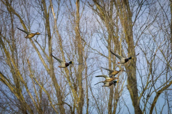 Mangeoire Oiseaux Sur Arbre — Photo