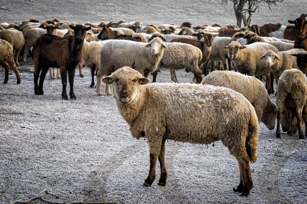 Sheep Goat Field — Stock Photo, Image