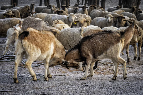 Group Goats Zoo — Stock Photo, Image