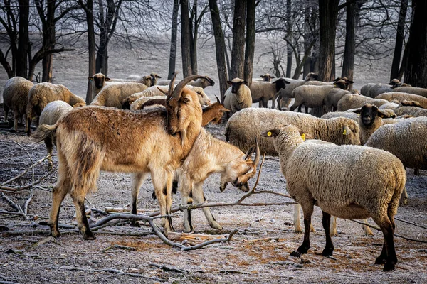 Sheep Snow — Stock Photo, Image