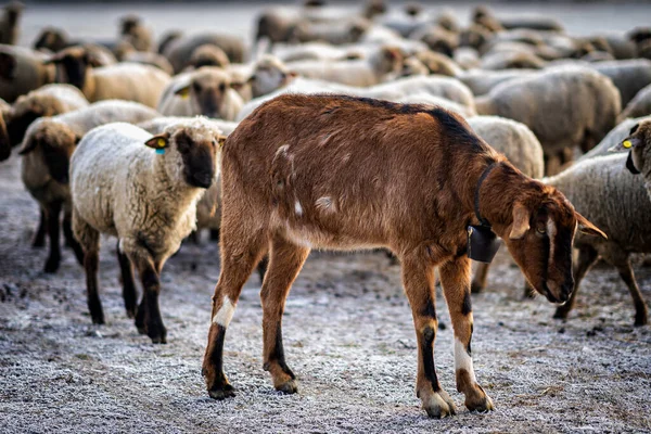 Sheep Goat Ind Filed — Stockfoto