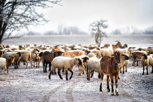 Sheep Goat Ind Filed — Stockfoto